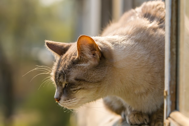 Szary kot z zamkniętymi oczami siedzi na ramie okna i cieszy się wiosennym wieczornym powietrzem