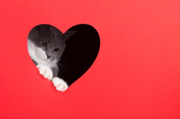 Szary kot zagląda z dziury w kształcie serca na czerwonym tle. Koncepcja Walentynki