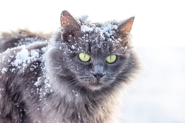 Szary kot ze śniegiem na wełnie w przyrodzie