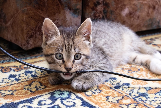 Szary kotek gryzie przewód elektryczny