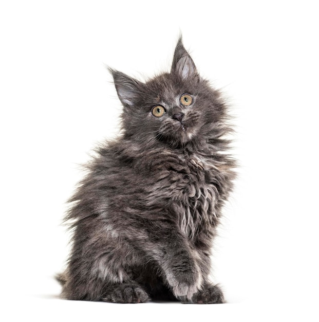 Szary kotek Maine coon siedzący na białym tle