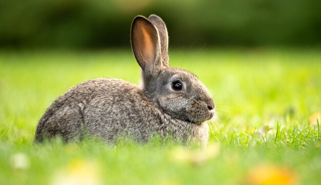 Szary królik na zielonej trawie, selektywna ostrość. Koncepcja wielkanocna.