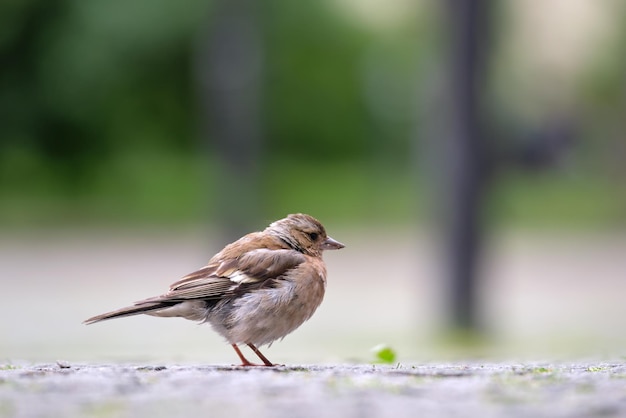 Szary mały ptak wróbel perching na ziemi.