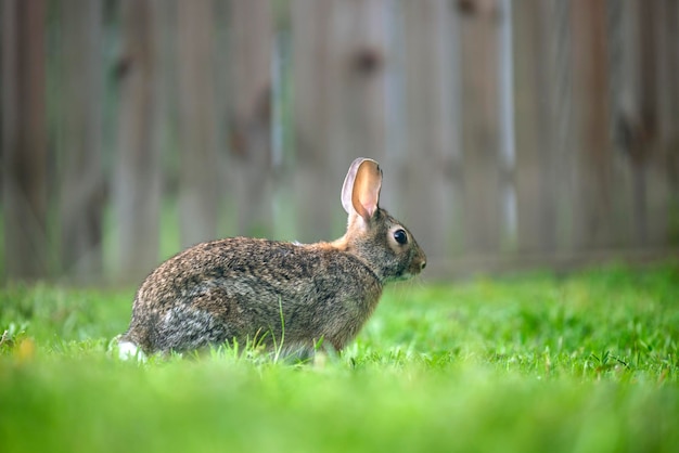 Szary mały zając jedzący trawę na letnim polu Dziki królik w przyrodzie