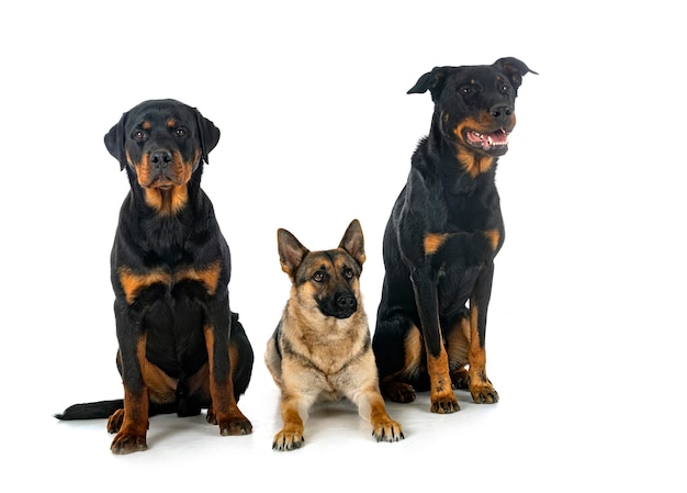 Szary Owczarek Niemiecki, Rottweiler I Beauceron Przed Białym Tłem