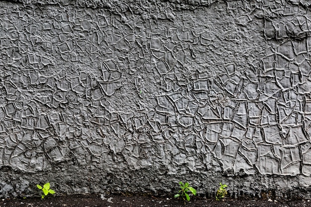 szary pęknięty malowane ściany tło z roślinami