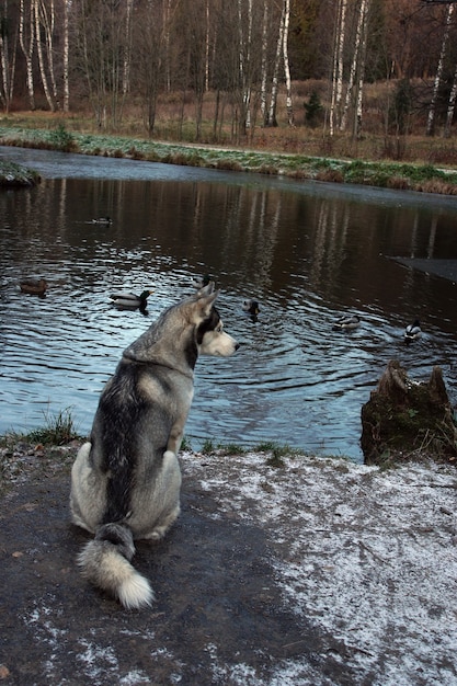Zdjęcie szary pies rasy husky siedzi nad brzegiem jeziora i patrzy na kaczki.