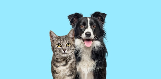 Szary pręgowany kot i pies rasy border collie z radosnym wyrazem twarzy razem na niebieskim tle transparentu w ramce, patrząc w kamerę
