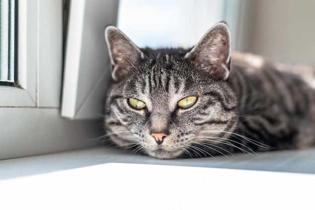 Zdjęcie szary pręgowany kot leży na przodzie, cieszy się słońcem z okna, mrużąc oczy relaksując się