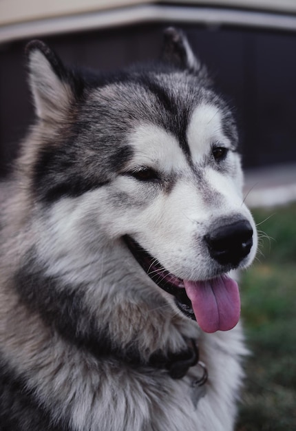 Szary puszysty Alaskan Malamute spacery w parku na zielonej trawie.