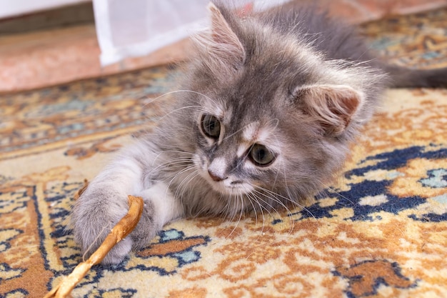 Zdjęcie szary puszysty kotek bawi się wstążką