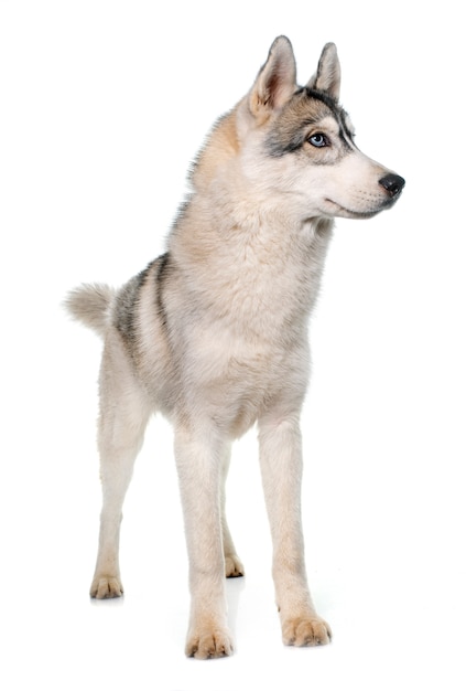 szary siberian husky