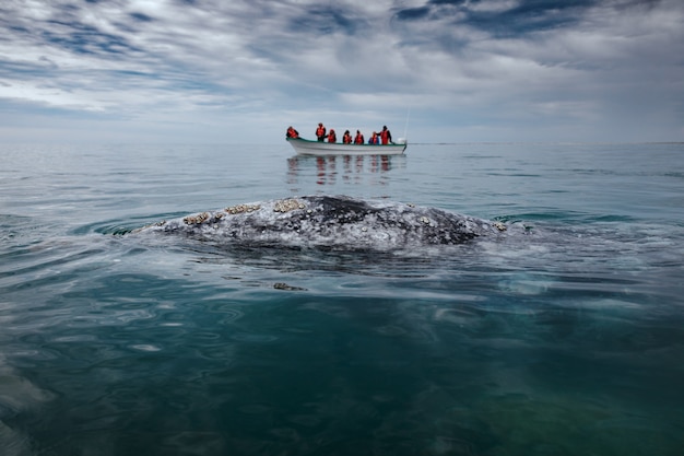 Szary wieloryb wypływa na powierzchnię obok łodzi w lagunie San Ignacio na Morzu Cortes w Baja California.