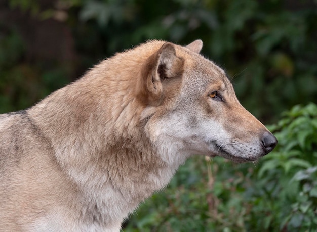 Szary Wilk Canis lupus Portret zwierzęcia w niewoli