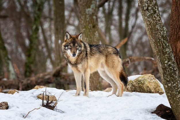 Szary Wilk Canis Lupus Zdjęcie Szarego Wilka W Dzikiej Przyrodzie