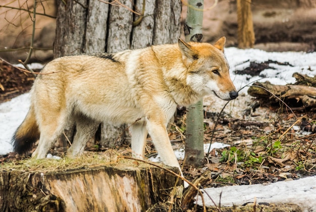 Szary Wilk, Canis Lupus