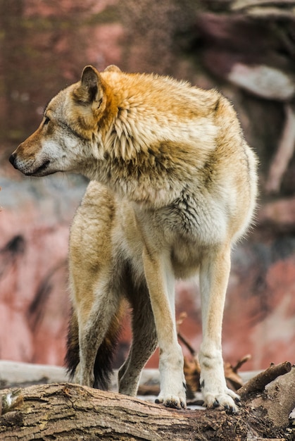 Szary wilk (Canis Lupus)