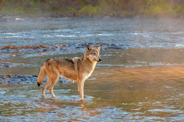 Szary Wilk stojący w rzece w złotym porannym świetle