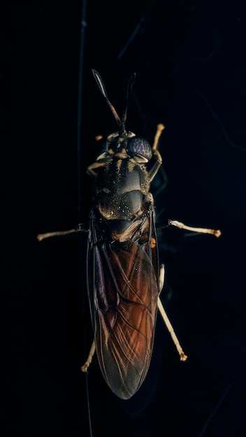 Szczegó?y Soldier Fly stowarzyszenia Leading jego odbicie na czarnym tle Hermetia illucens