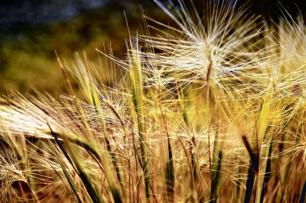 Szczegół Dandelion