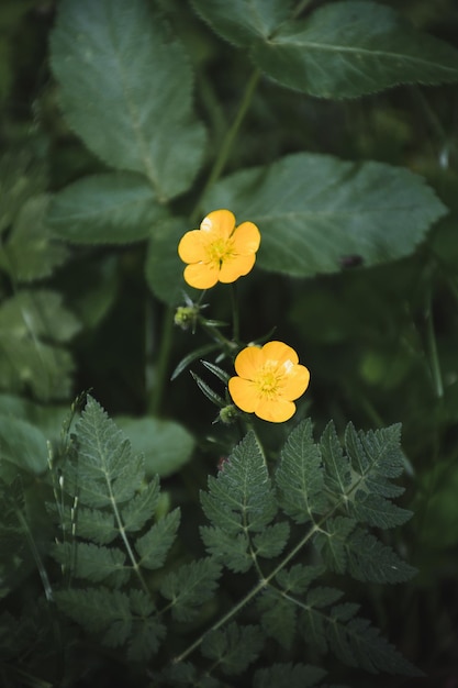 Szczegół dwóch żółtych kwiatów z tłem liści