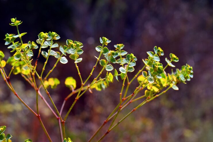 Zdjęcie szczegół europejskiego spurge euphorbia sp