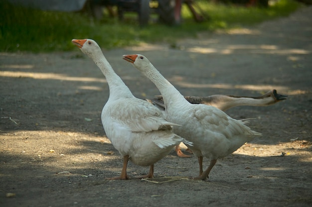 Szczegół Gęsi Na Farmie Z Selektywnym Skupieniem