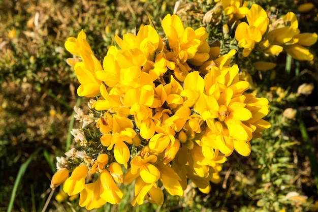 Szczegół Kolcolist Blisko Plaży W Brittany, Francja