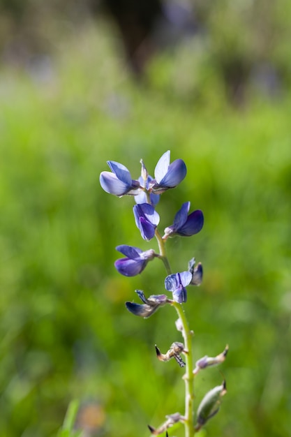 Szczegół kwitnienia teksaskich Bluebonnets (Lupinus texensis)