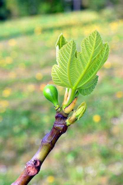 Szczegół liści gałęzi i zielonych owoców fig Ficus carica na zielonym tle