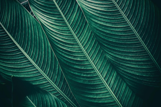 szczegół liścia palmy, abstrakcyjne tło tekstury