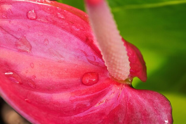 Szczegół na różowym kwiatku Laceleaf - Anthurium, na powierzchni widoczne krople porannej rosy.