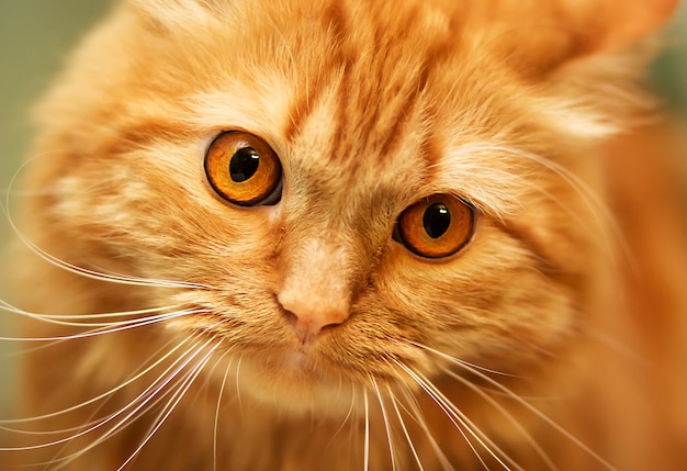 szczegół portret czerwony kot