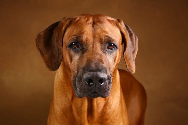 Szczegół portret psa rasy Rhodesian Ridgeback