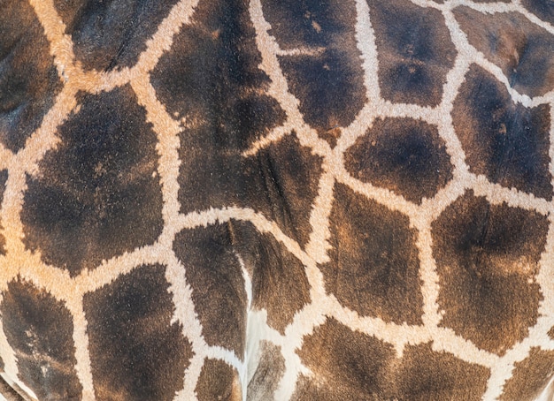 Szczegół Skóry Na Afrykańskiej żyrafie