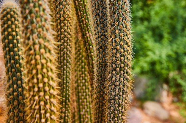 Szczegół wysokich i cienkich roślin kaktusów pokrytych cierniami