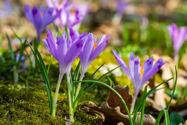 Zdjęcie szczegół z bliska z sprężyną crocus heuffelianus lub crocus vernus