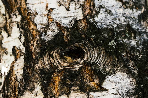 Zdjęcie szczegółowa tekstura kora brzozy w makro-. niezwykły fragment cętkowanej powierzchni betuli z wgłębieniem z bliska. uraz drzewa z miejsca na kopię. piękna ulga.