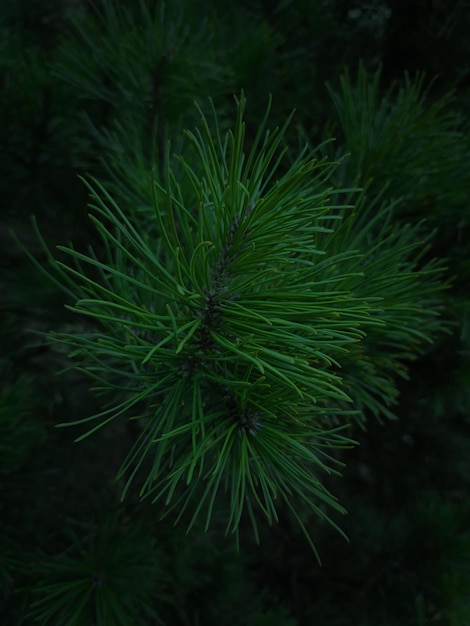 Zdjęcie szczegółowe zdjęcie iglastej zielonej gałęzi sosny.