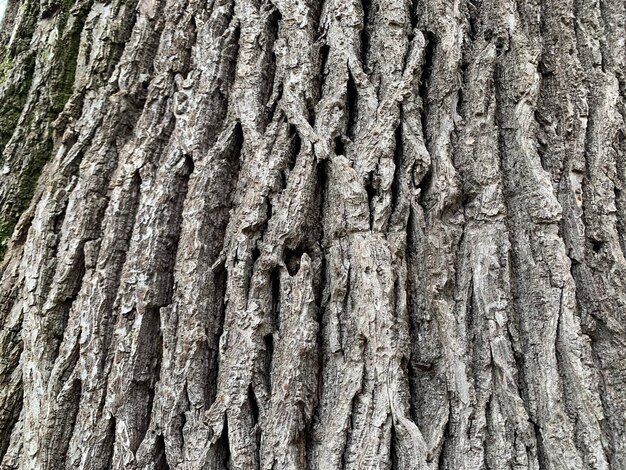 Zdjęcie szczegółowe zdjęcie pnia drzewa