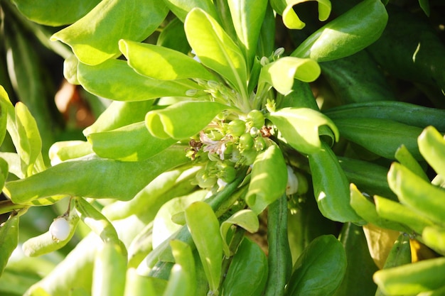 Zdjęcie szczegółowe zdjęcie zielonych liści