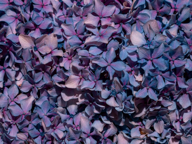 Szczegółowo Kolorowe Kwiaty Tekstury Tła