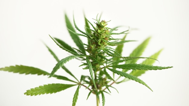 Szczegółowo kwiat konopi, marihuana medyczna