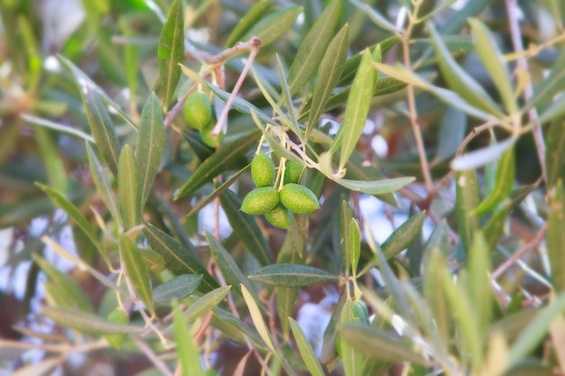 Szczegółu zbliżenie Zielone oliwek owoc
