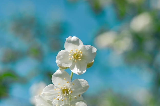 Szczegóły białych kwiatów na niebieskim niebie Piękny wzór tła do projektowania