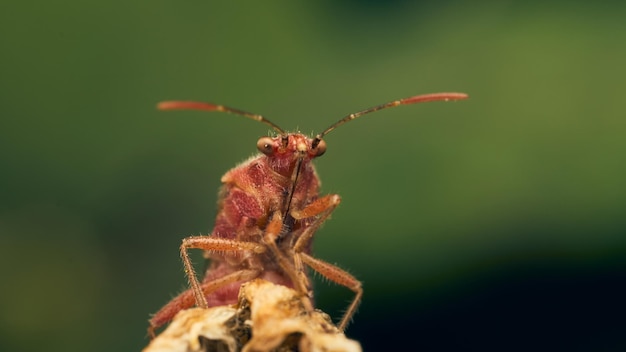 Szczegóły czerwonego owada na niektórych źdźbłach zielonej trawy