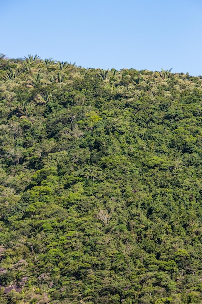 Szczegóły części Lasu Atlantyckiego w mieście Rio de Janeiro