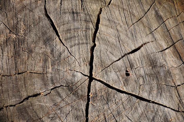 Szczegóły dotyczące wewnętrznych pierścieni kłody drewna opałowego