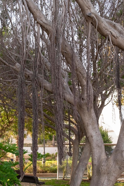 Szczegóły gałęzi drzewa ficus rubiginosa