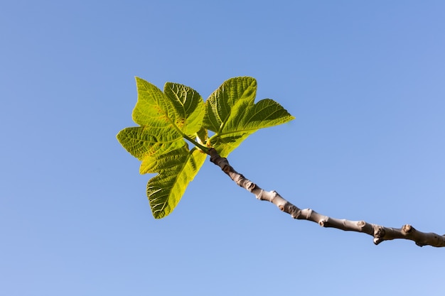 Szczegóły gałęzi drzewa figowego z liśćmi na tle błękitnego nieba